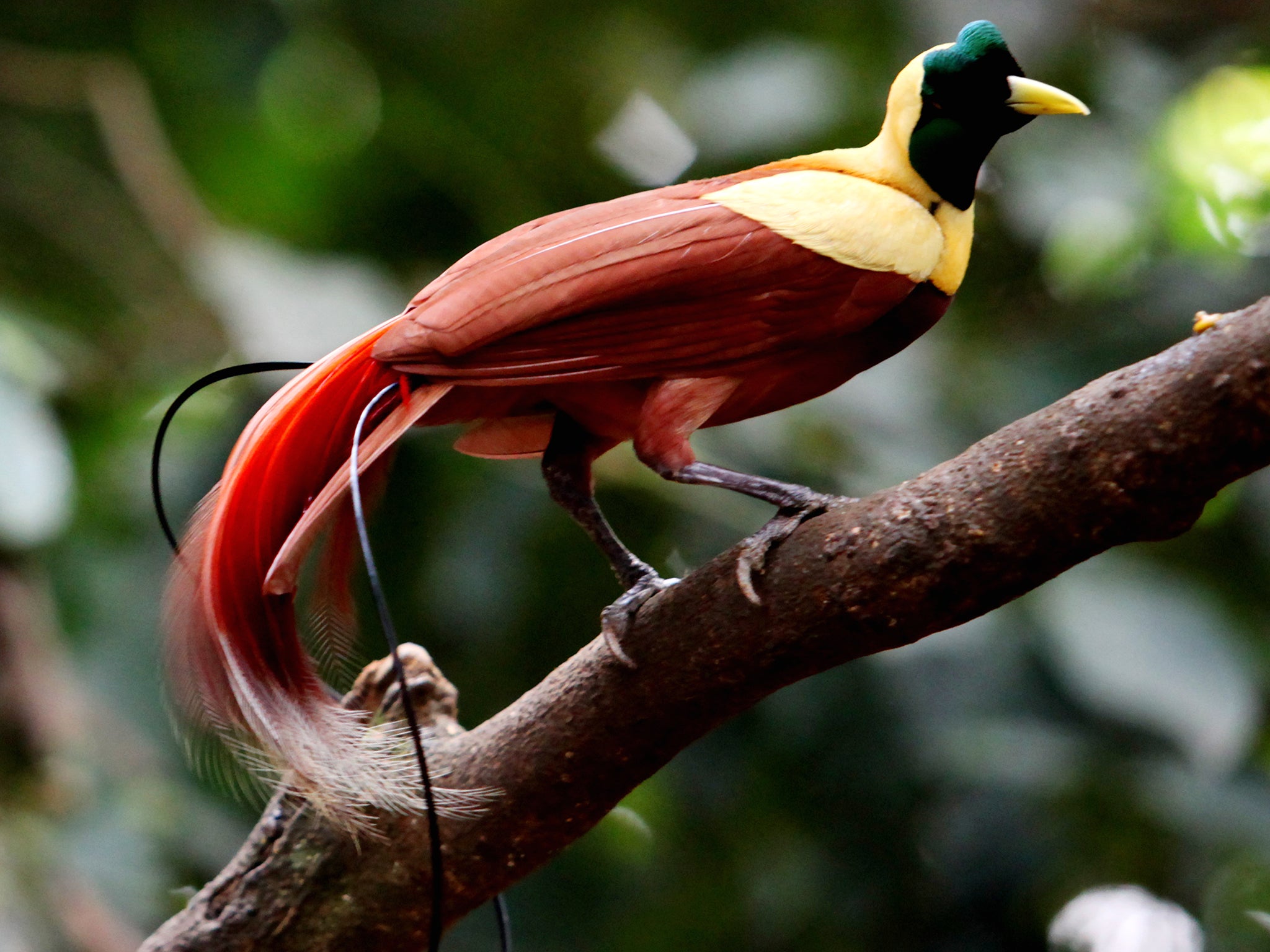 By the 1880s the UK was importing feathers from species such as birds of paradise on a large scale