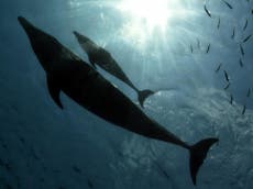 Dolphin adopts baby whale in ‘astonishing’ first known case