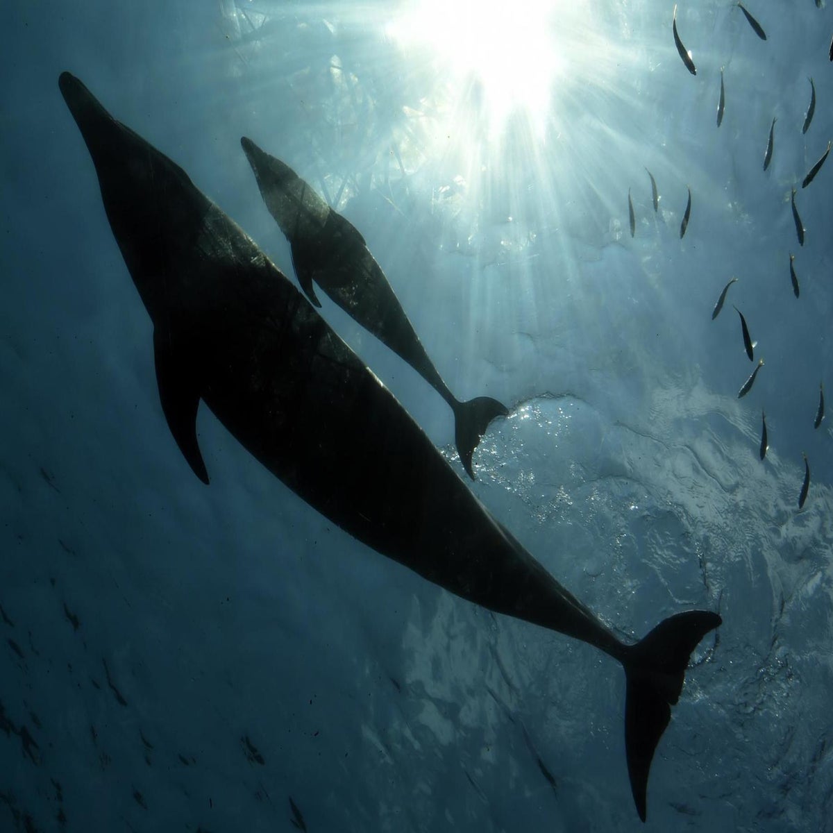 Dolphin mouths house 'dark matter of the biological world', News Center