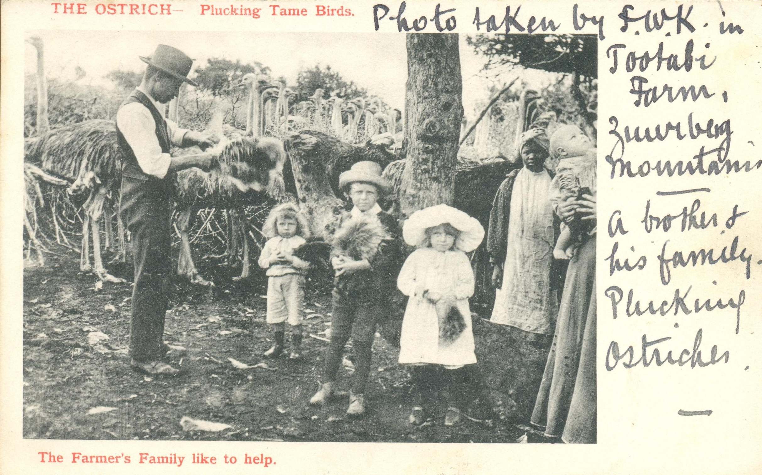 A postcard from 1908 titled ‘The ostrich – Plucking tame birds – The farmer’s family like to help’