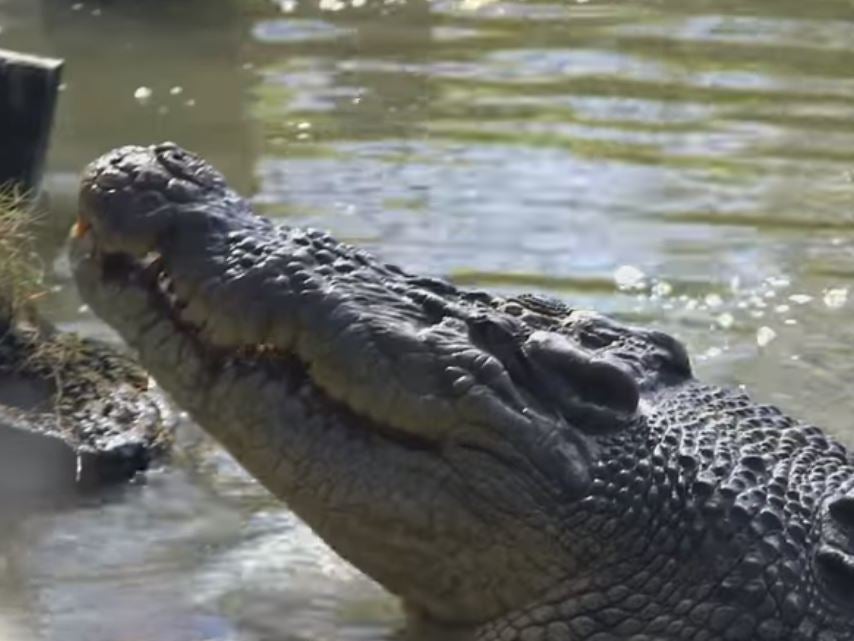 The reptile was killed last month in a fight with another crocodile