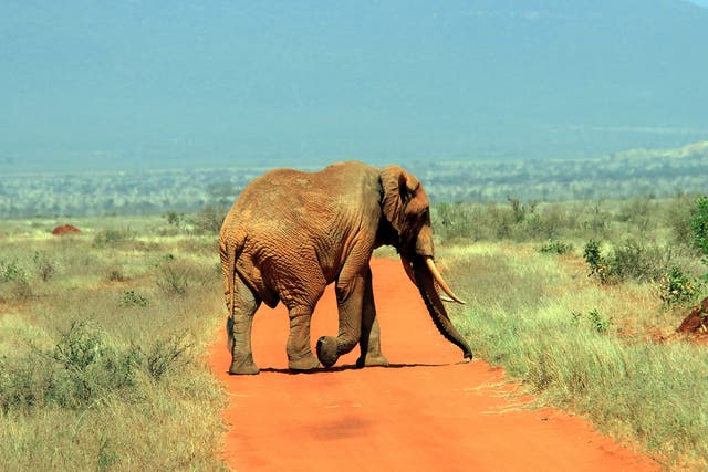 A huge bull on the plains of Tsavo, home to 40 per cent of the country’s elephant population