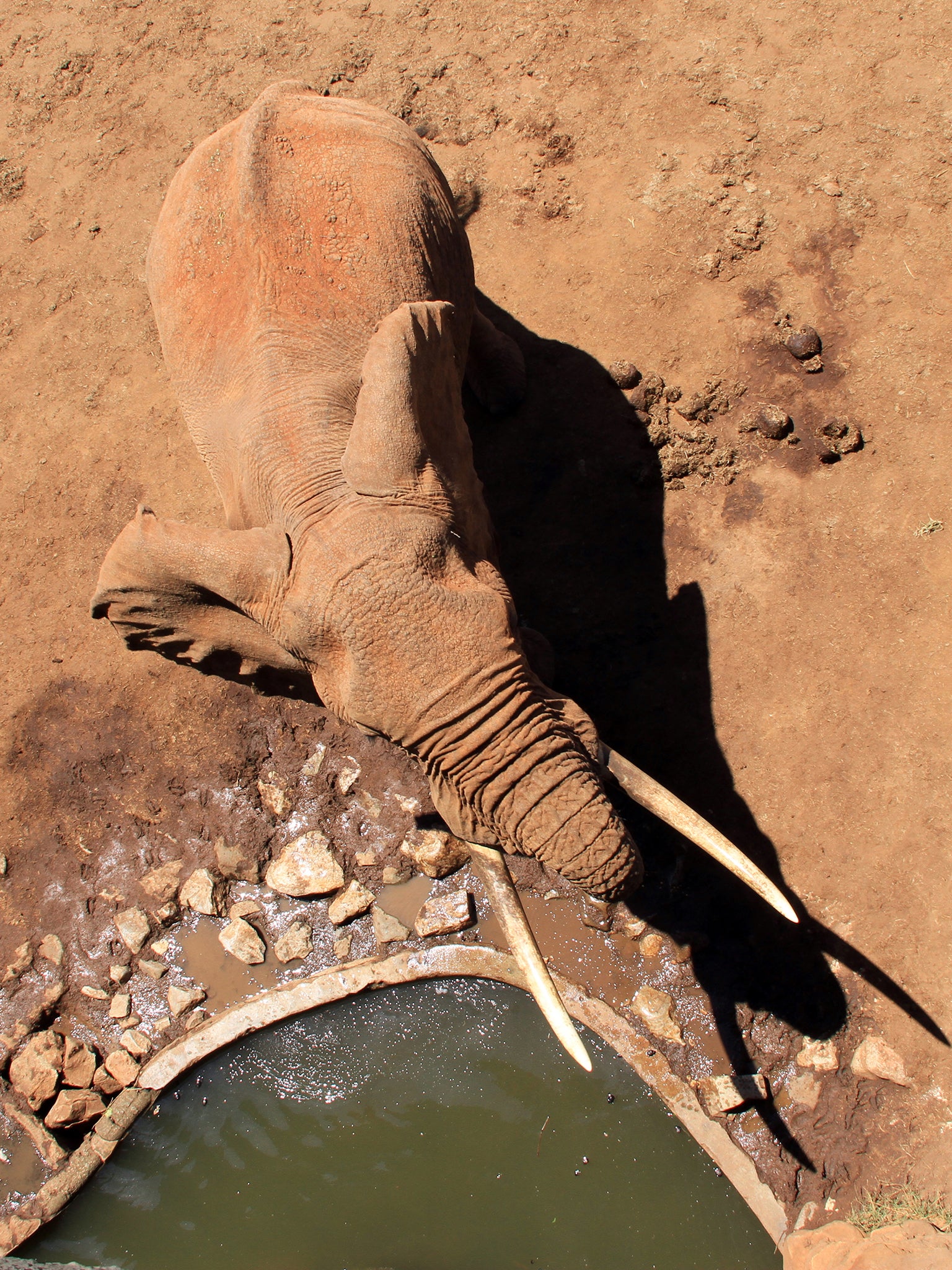Elephants are drawn to the moat around the Sarova Salt Lick Game Lodge