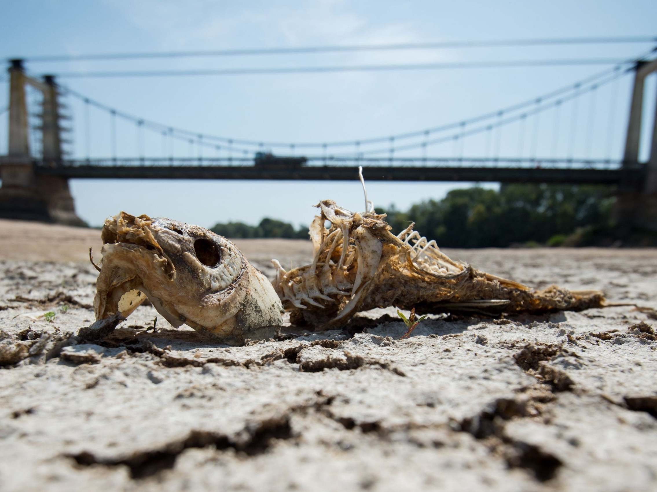 A fish bone lies on a dry part of the Loire river bed due to the drought amid a record European heatwave in July 2019