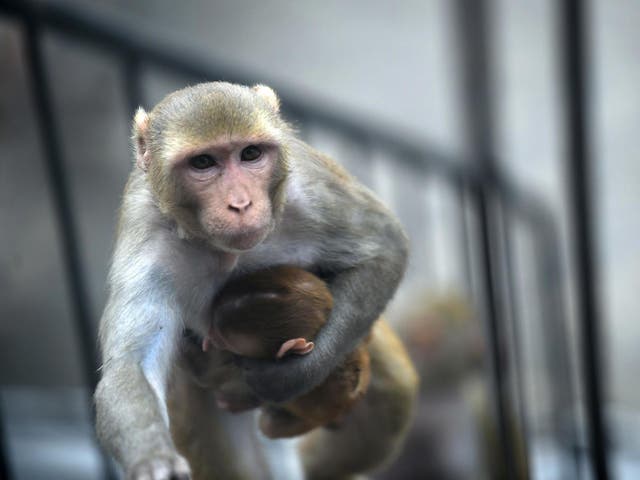 A monkey embryo was injected with human cells in the experiment