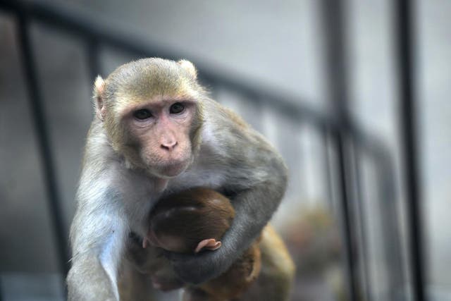 A monkey embryo was injected with human cells in the experiment