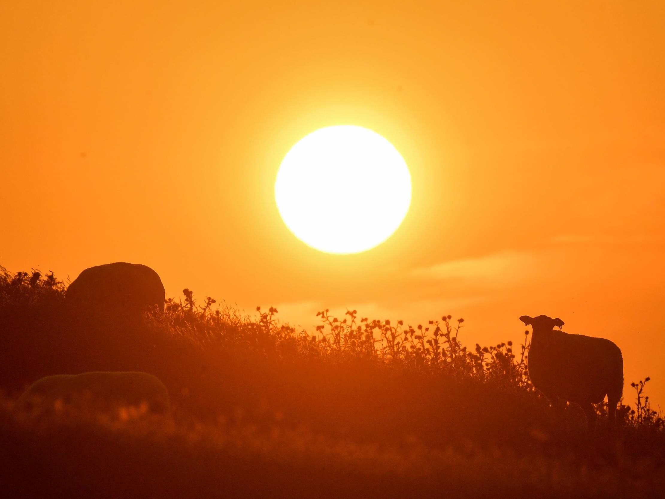 Last month was joint-hottest May since records began - The Independent