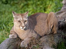 Three mountain lions killed after feeding on human remains