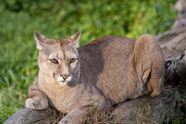 Cougars are rarely seen but when one followed a hiker in Vancouver it was scared off by loud music