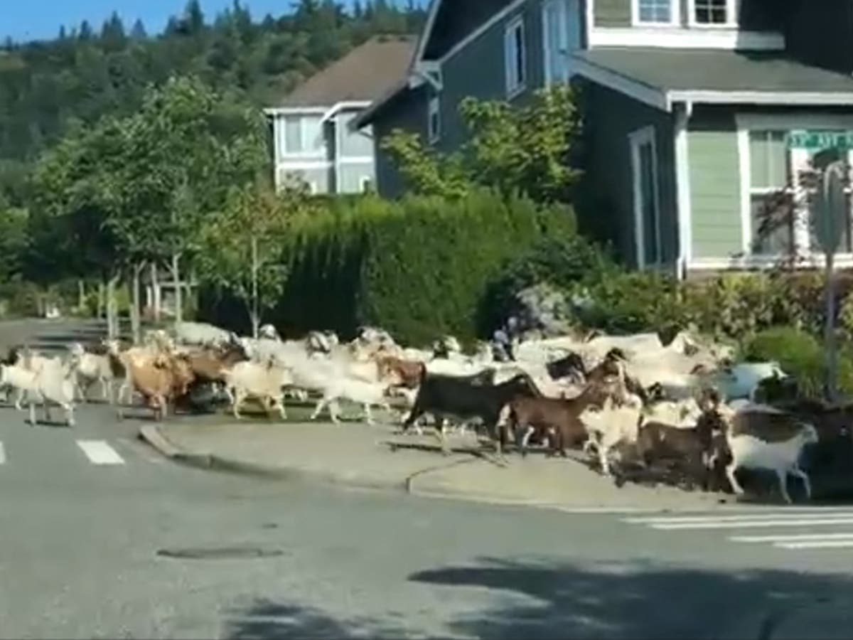 Herd of goats runs through town after escaping from enclosure The(02)