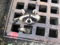 Raccoon trapped in drain cover freed after two-hour firefighter rescue