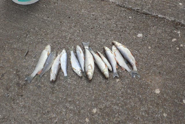 A 12-year-old boy removed these fish from a small stretch of the river and staged the photograph for the Environment Agency 
