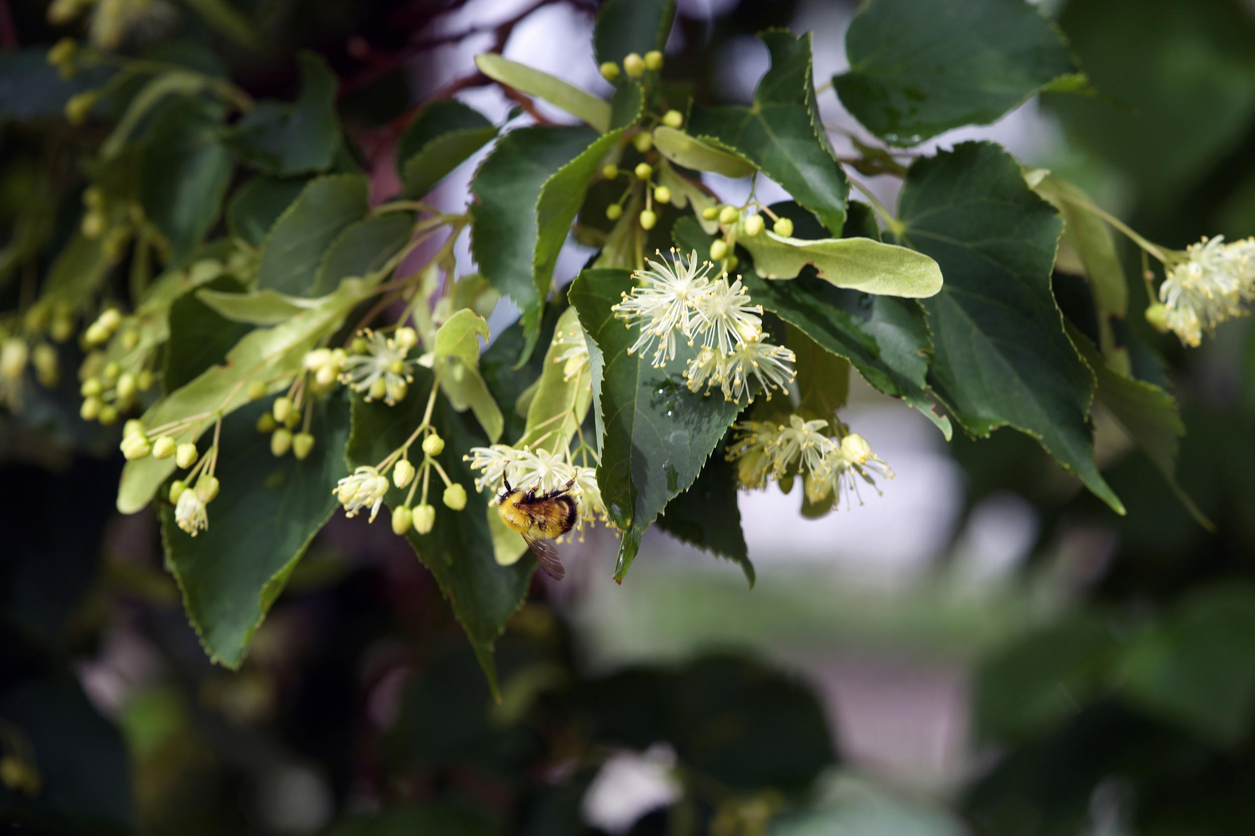 Researchers believe Linden trees could be partly responsible for mass bumblebee deaths (Claire Lande)