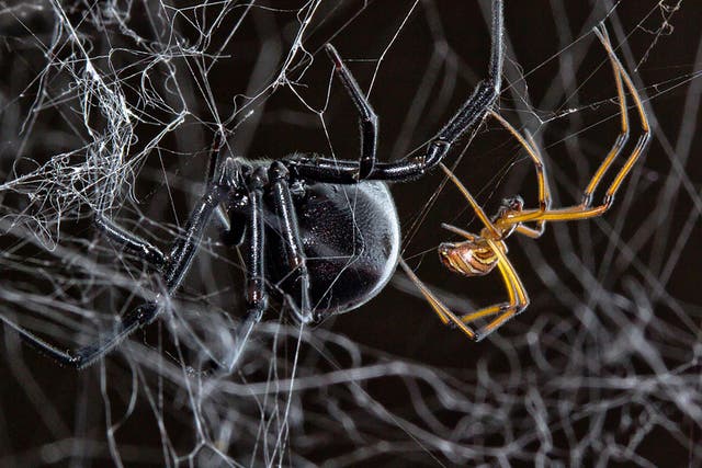 Male black widows seem to thrive on competition with other males, following their silk trails to find mates faster
