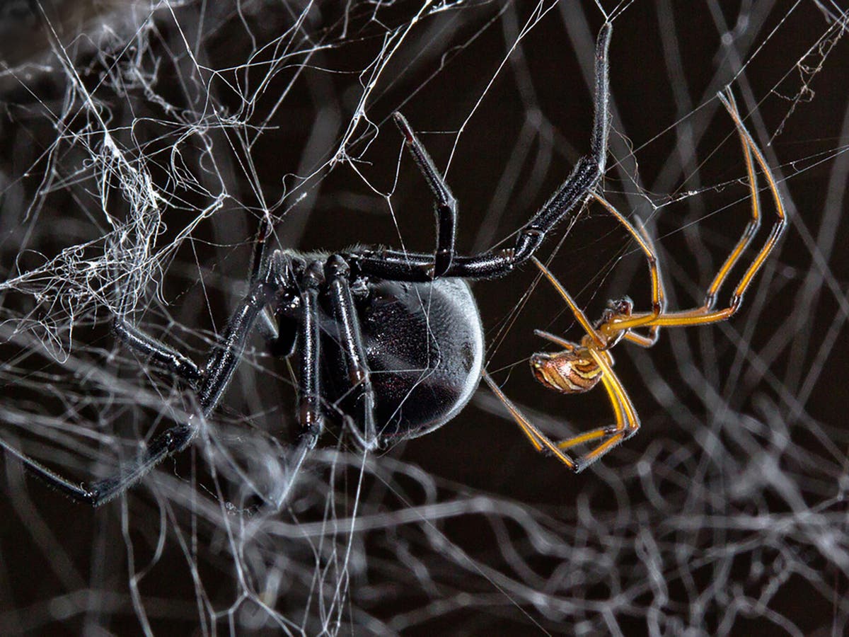 Тарантул арахнид. Паук и паучиха. Паук волк с паучатами на спине. Паучиха и паучата. Самка паука с паучатами на спине.