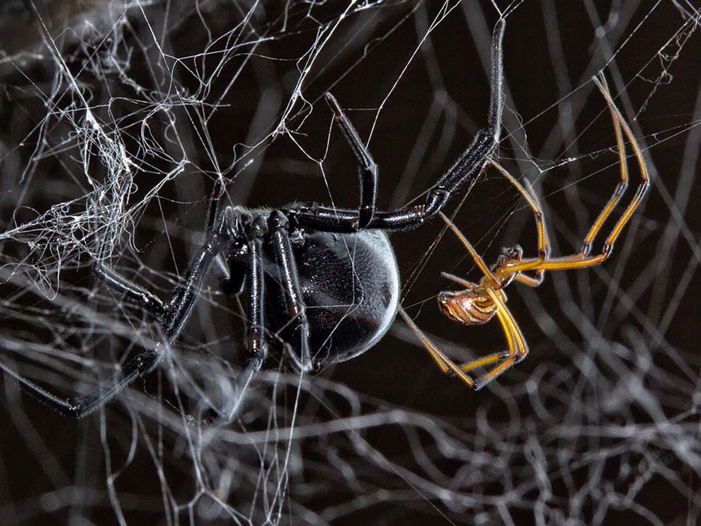 Science news in brief: From mating black widows to mega-tsunamis on