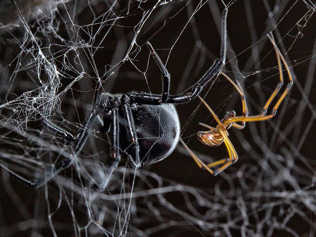 Male black widows seem to thrive on competition with other males, following their silk trails to find mates faster