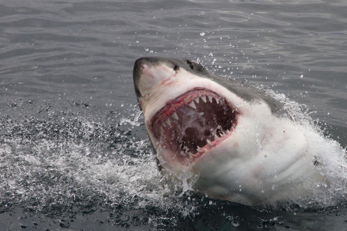 Surfer fights off great white shark by punching and swearing at it