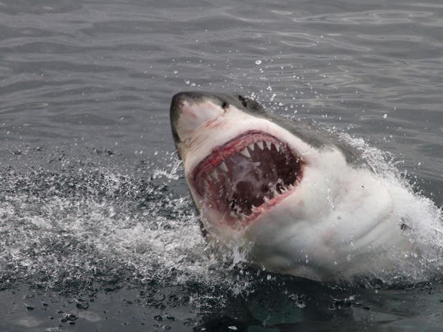 Attack great white shark