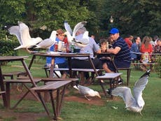 Stare at seagulls to stop them pinching your chips, study finds