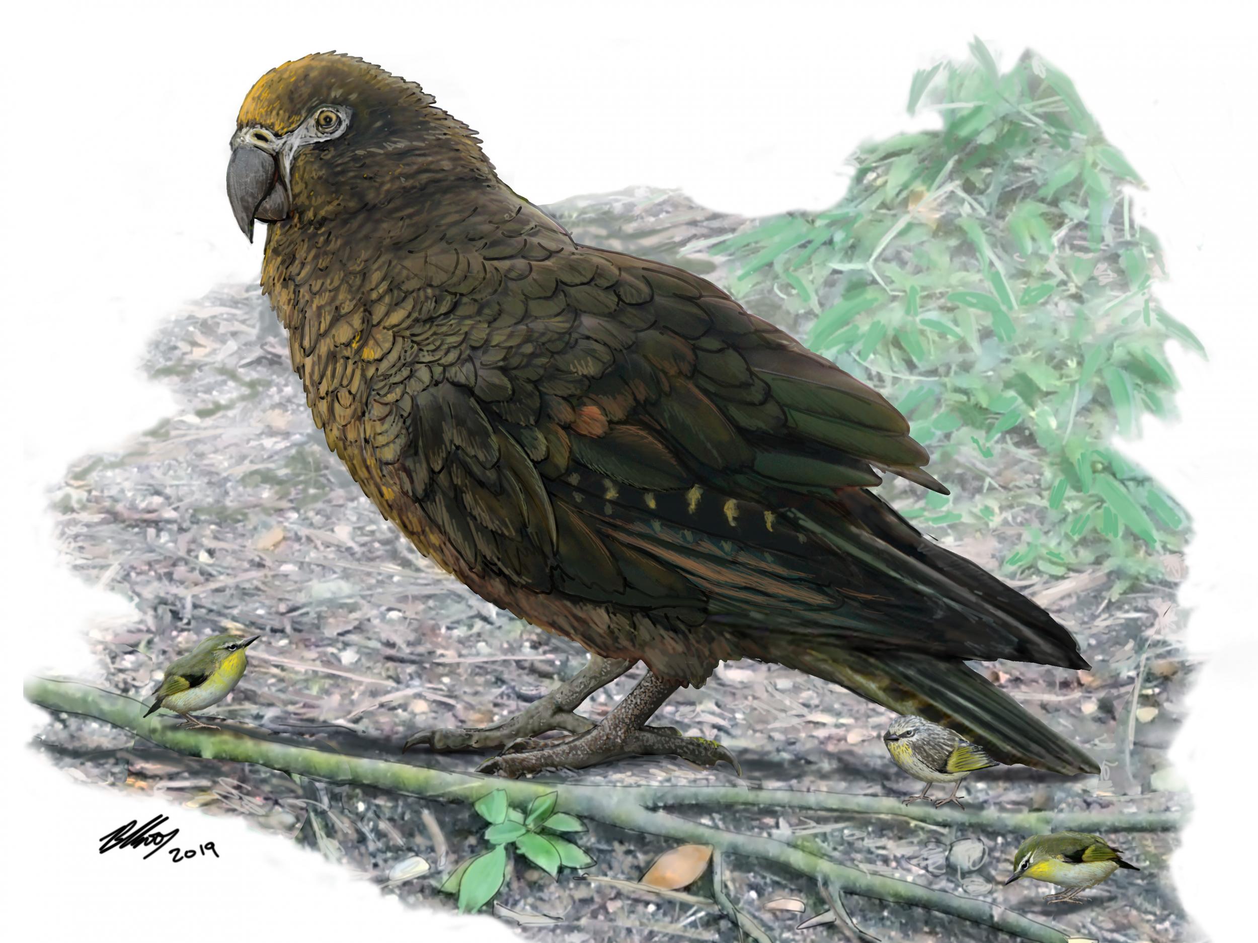 Reconstruction of the giant parrot Heracles, dwarfing a number of 8cm-high kuiornis