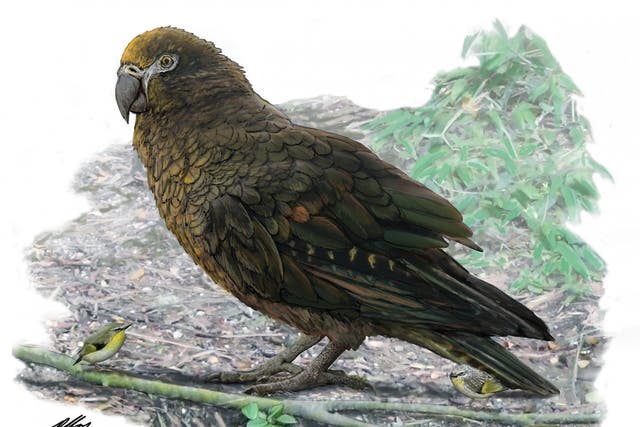 Reconstruction of the giant parrot Heracles, dwarfing a number of 8cm-high kuiornis