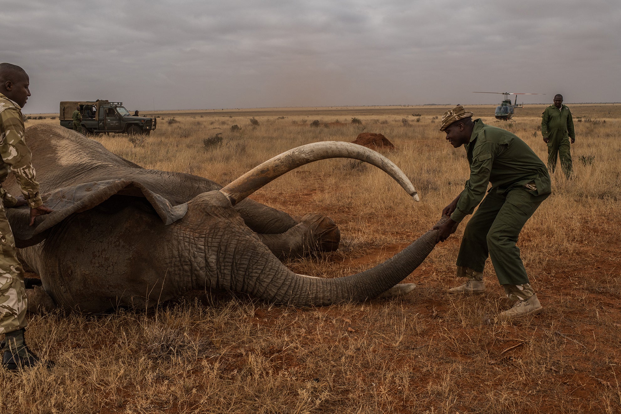 Wide Satao during a collaring operation in 2018. The male big tusker was saved earlier this year after being shot with poisoned darts