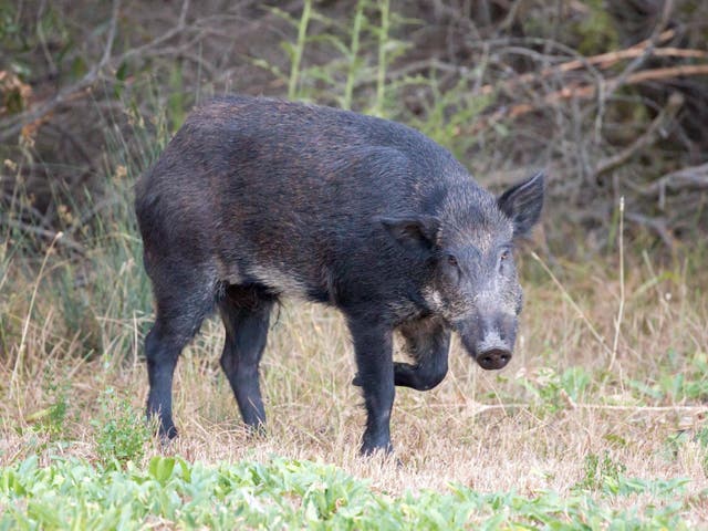 Related: Wild boar enters shopping mall in Hong Kong