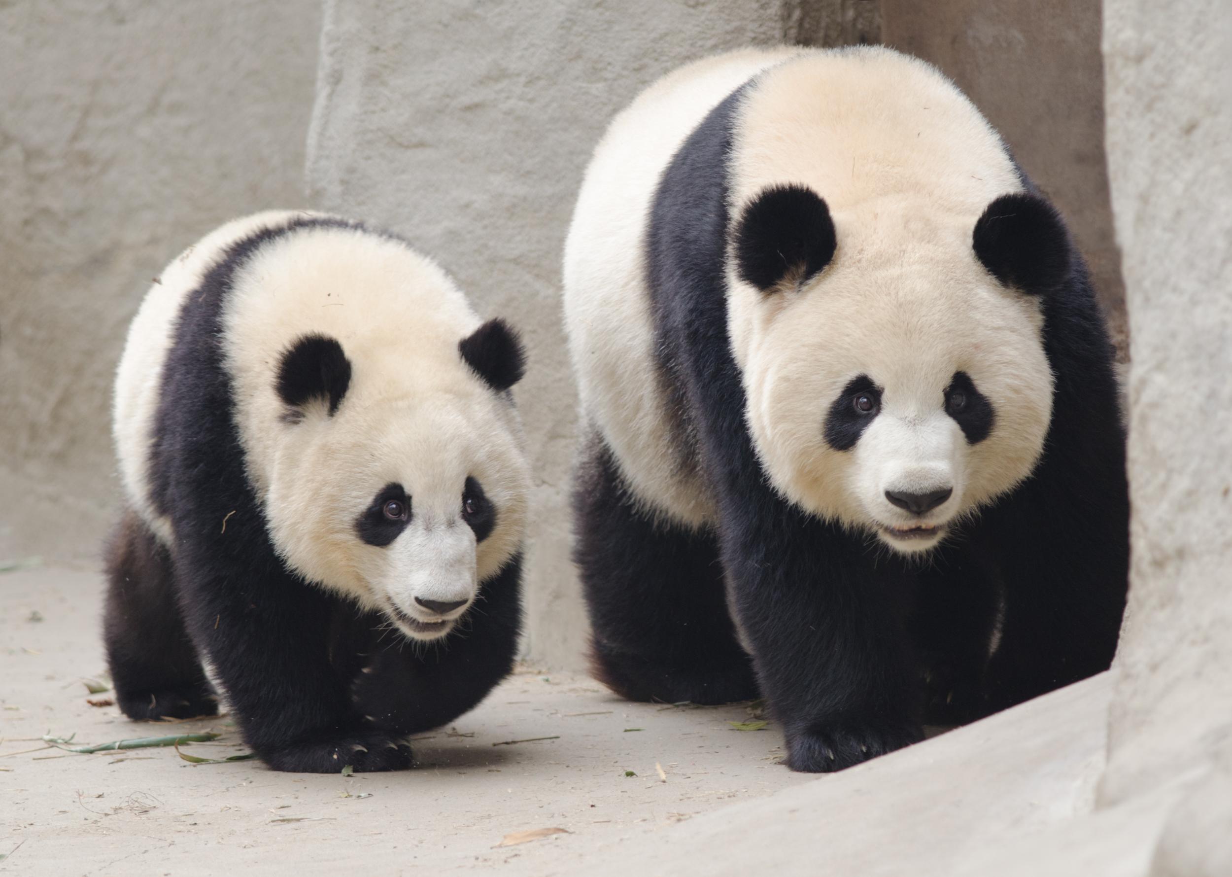 A panda cub with its mother (iStock)