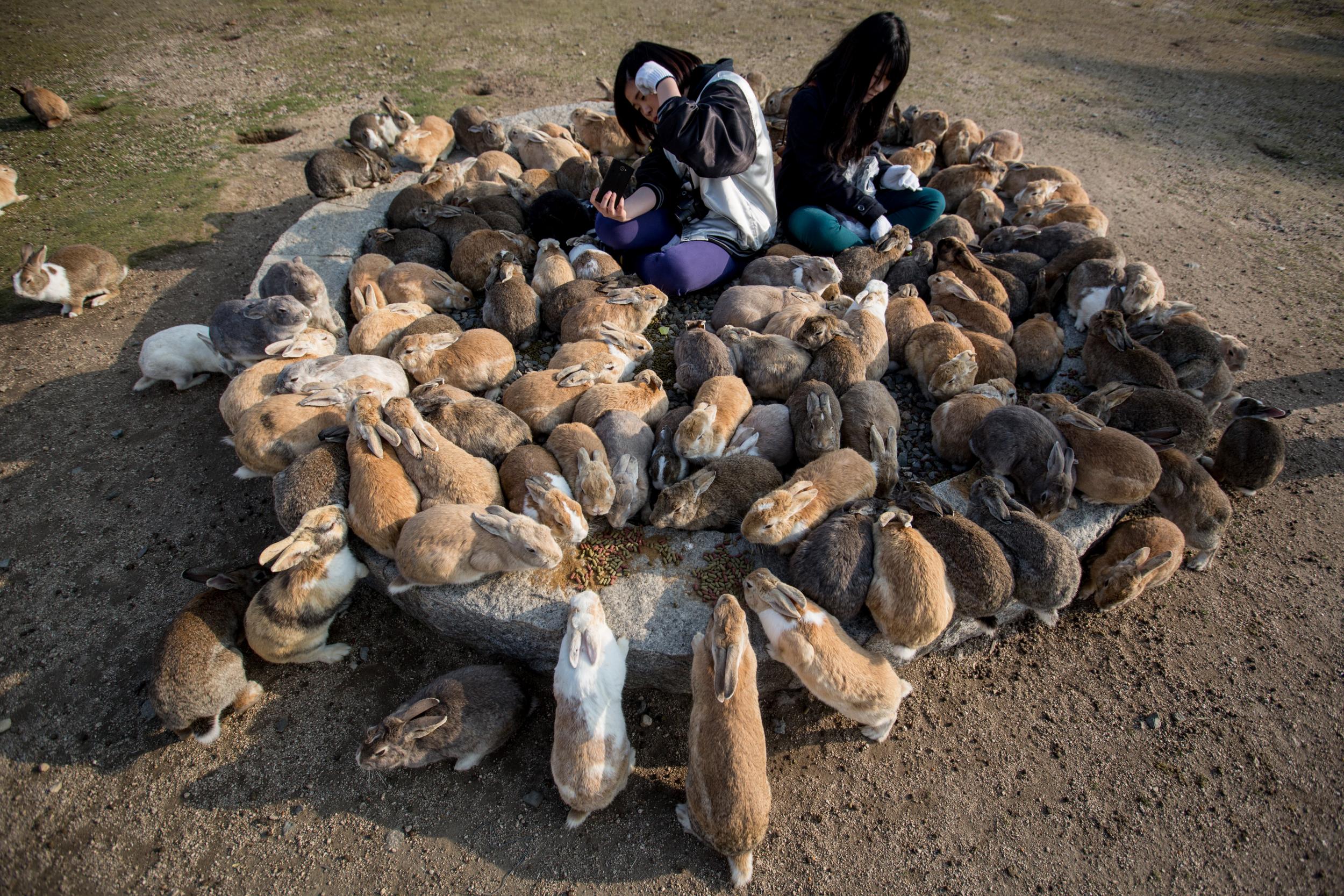 Rabbits flock to tourists on Rabbit Island (Getty)