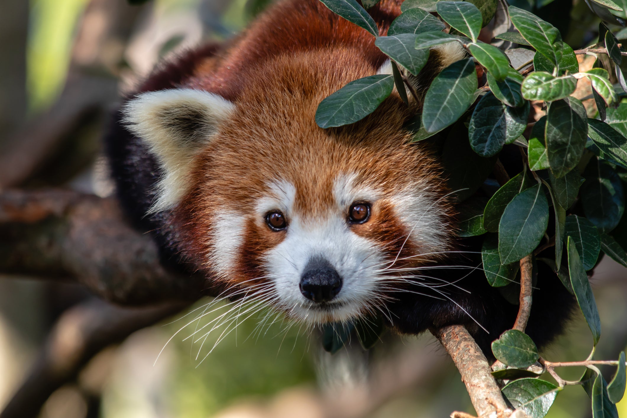 The endangered red panda is at risk due to habitat loss (iStock)