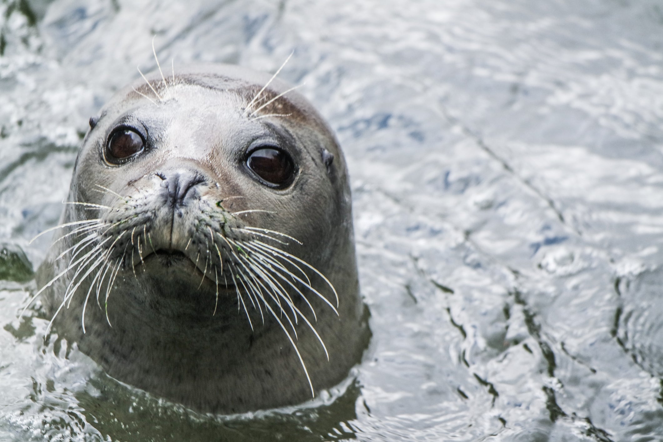 Sidle up to a seal in the Scilly Isles (iStock)