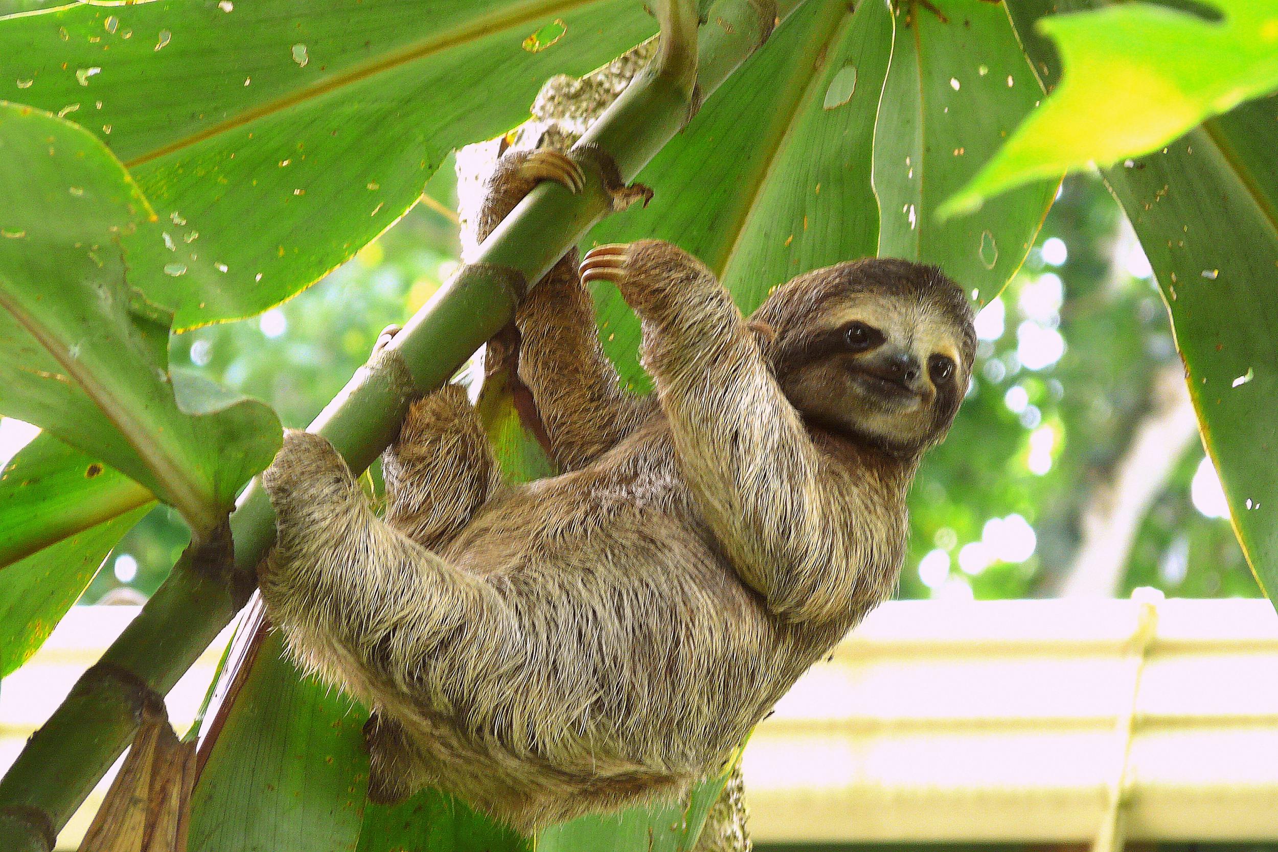 A smiling sloth (iStock)
