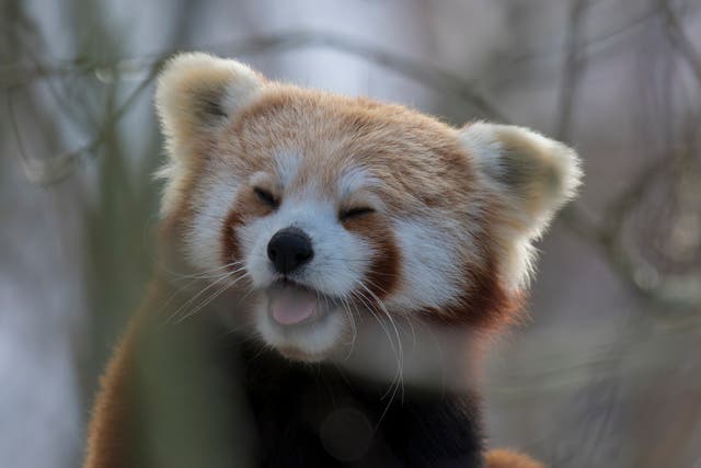 Red pandas are slightly larger than a domestic cat with a bear-like body