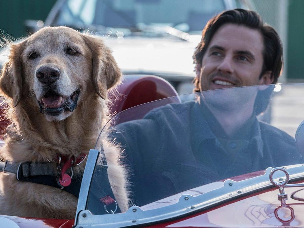 The Art of Racing in the Rain, review: Kevin Costner voices a golden ...