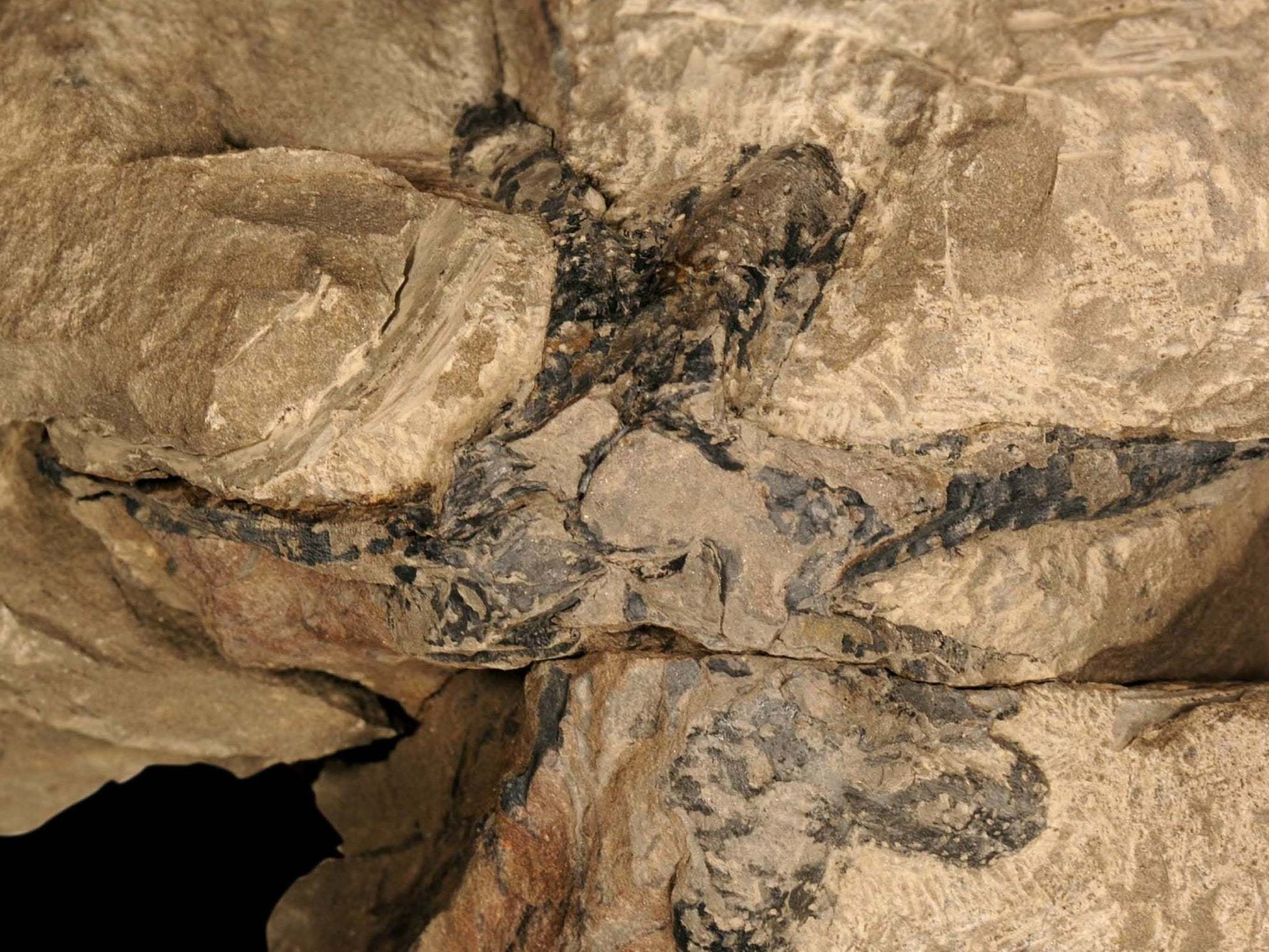 The top view of a stem base in the oldest fossil forest in Asia