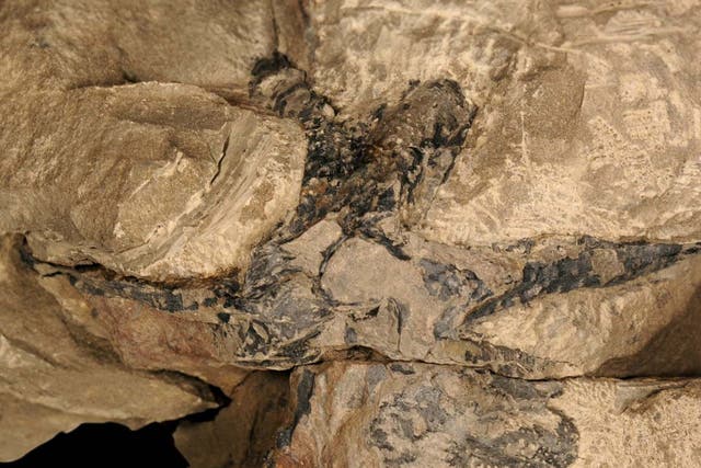 The top view of a stem base in the oldest fossil forest in Asia