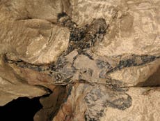 Oldest fossil forest in Asia discovered