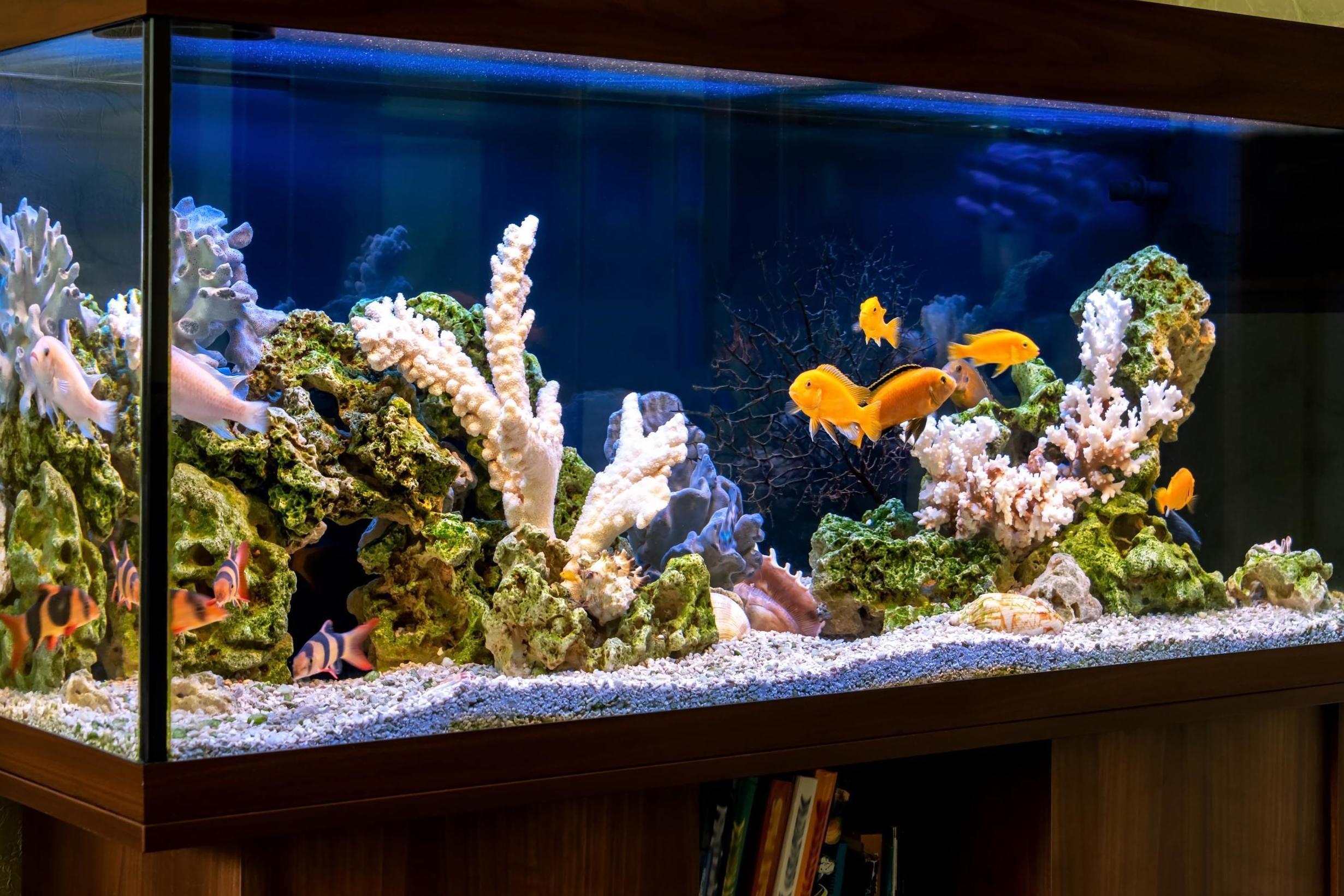 tropical fish tank argos