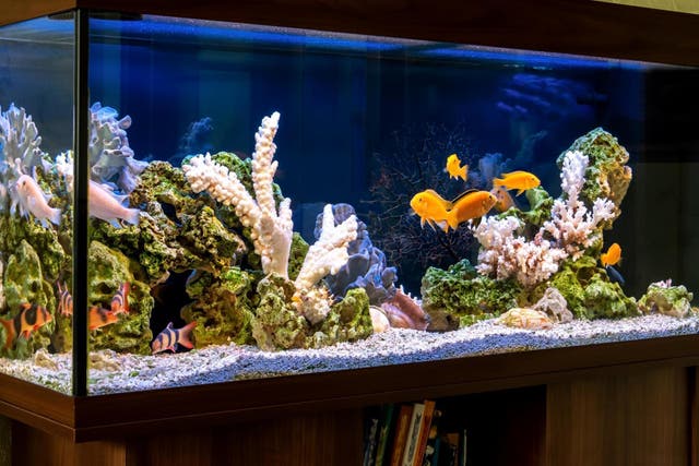 Family poisoned after cleaning out fish tank (Stock)