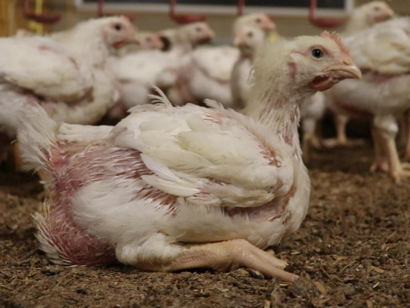 Suffering of chickens at farms supplying major supermarkets revealed in undercover footage