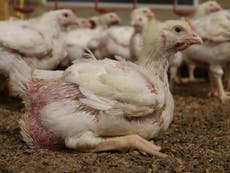 Suffering of chickens at farms supplying major supermarkets filmed