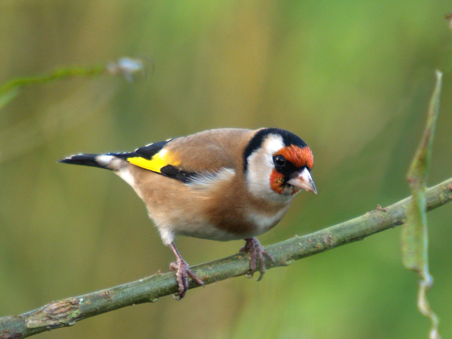 golden finch