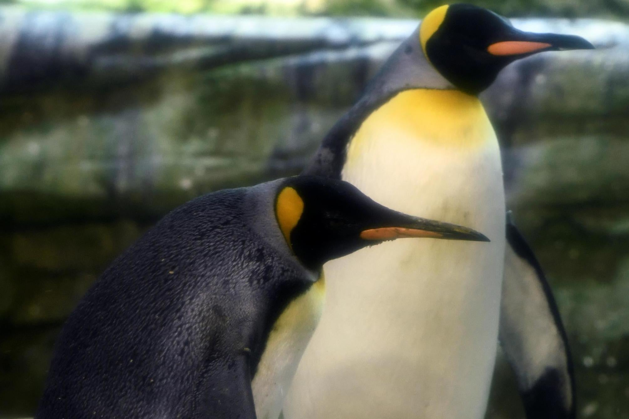 Gay penguins adopt abandoned egg at Berlin Zoo | The Independent | The  Independent