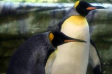 Gay penguins adopt abandoned egg at Berlin Zoo