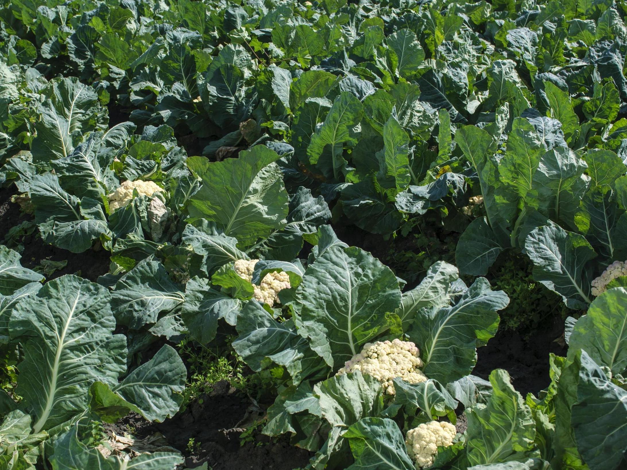 Floods have affected much of the UK's cauliflower crop