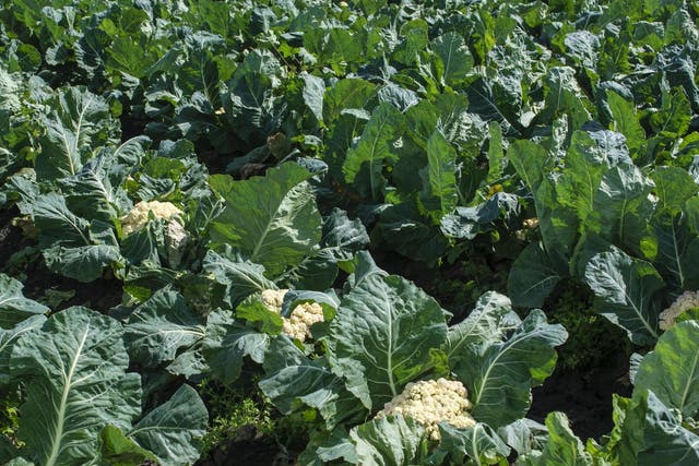 Floods have affected much of the UK's cauliflower crop