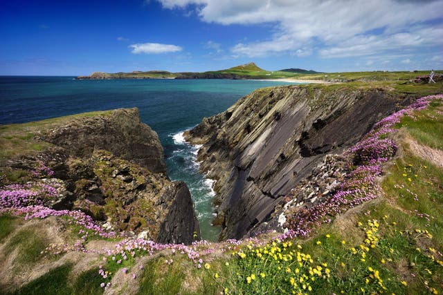 <p>Wildflowers on the cliffs of the Pembrokeshire Coast Path</p>
