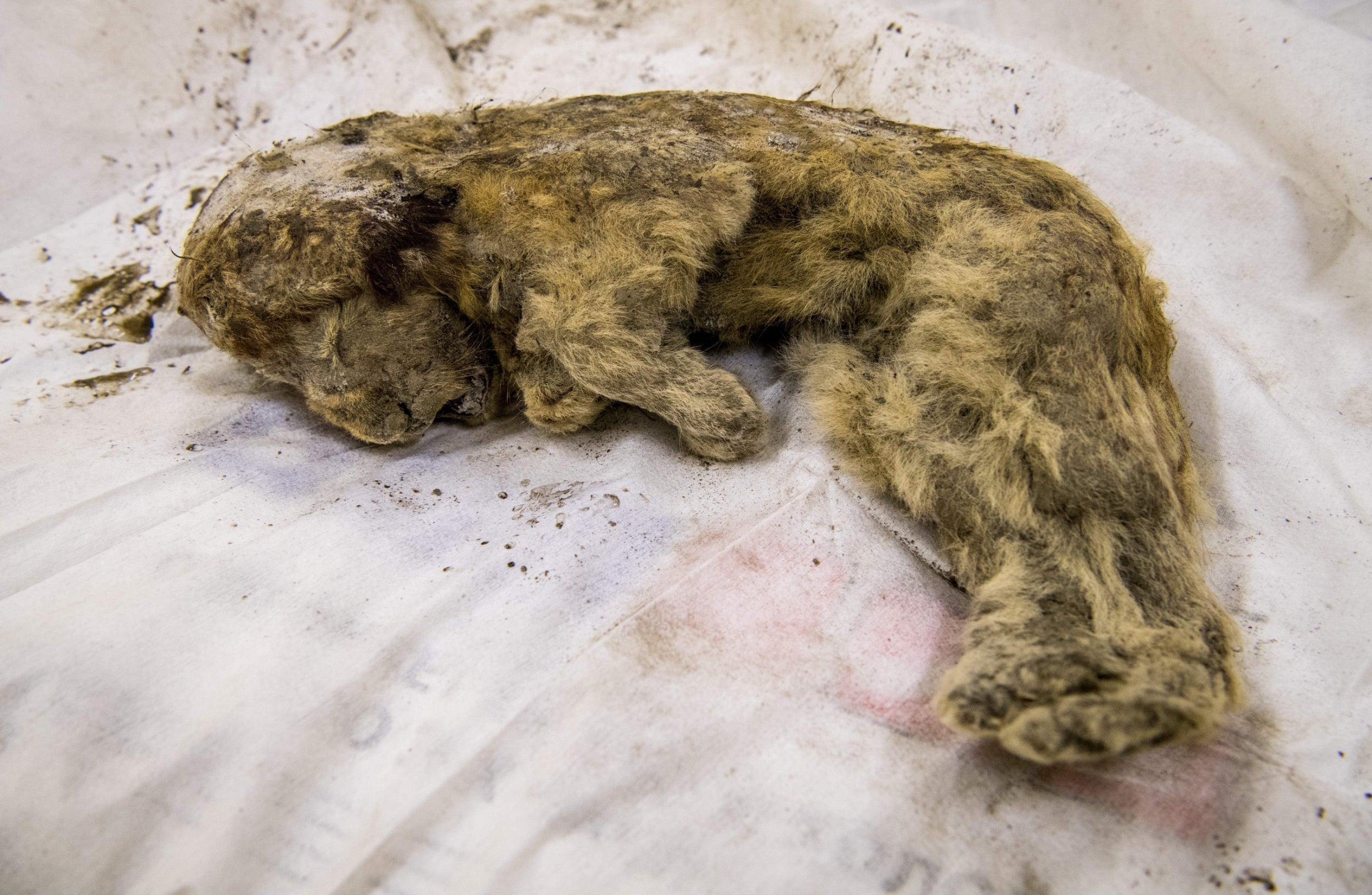 A rare prehistoric cave lion cub that emerged from the permafrost