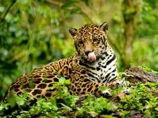Brazil to let trophy hunters shoot jaguar and parrots, warn eco groups